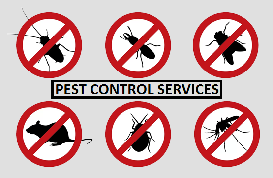 Pest Control Near Me